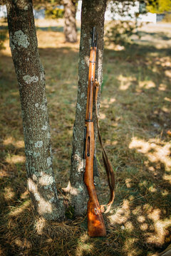 Old soviet rifle of World War II leaning against trunk of tree
