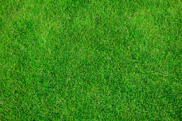 Fototapeta premium Grass field texture