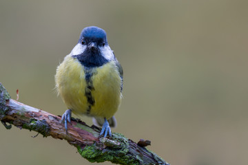 Fototapeta premium Great tit - Parus major
