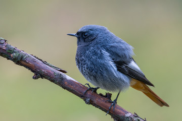 Black redstart - Phoenicurus ochruros