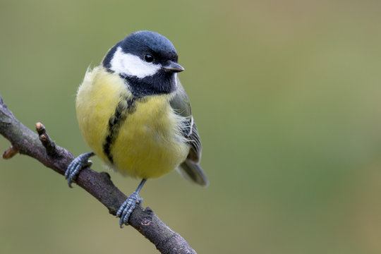 Great tit - Parus major