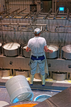 Worker of the cheese-making factory is busy putting the pressure