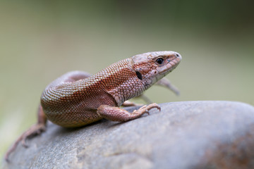 The common wall lizard - Podarcis muralis