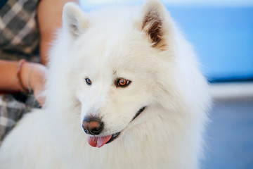 Close up portrait of young white samoyed dog.