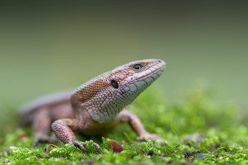 The common wall lizard - Podarcis muralis