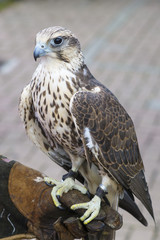 Obraz premium Falco sacro su guantone