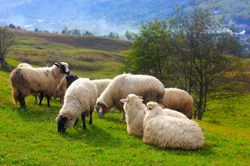 Obraz premium Flock of sheep grazing on mountain hill