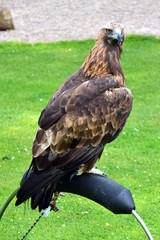 Golden Eagle at a Birds of Prey centre