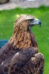 Golden Eagle at a Birds of Prey centre