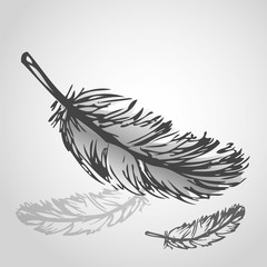 Vector colorful illustration of feathers
