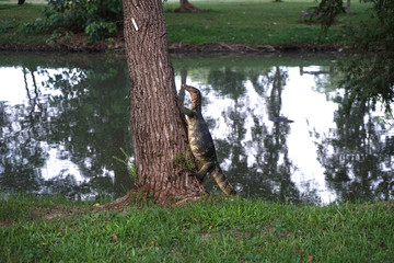 water monitor on tree