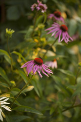 Pink Echinacea flower on green nature background