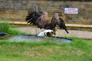 White Tailed Sea Eagle at a Birds of Prey Centre
