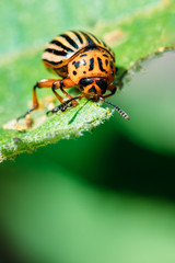 Colorado Potato Striped Beetle - Leptinotarsa Decemlineata Is A