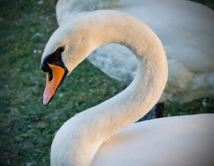 white mute swan on the shore close up