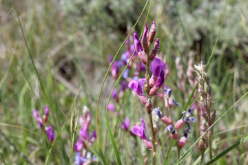 Purple Loco, oxytopis lambertii, wildflower growing in the Weste