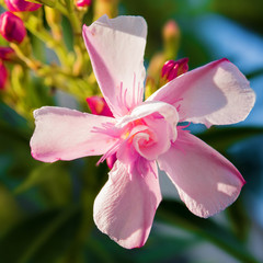 Nerium Oleander