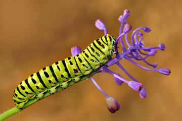 Fototapeta premium Caterpillar - Stock Image