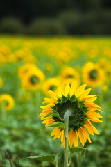 Sunflowers Field