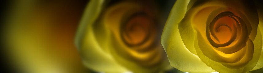 Fototapeta na wymiar Yellow Roses