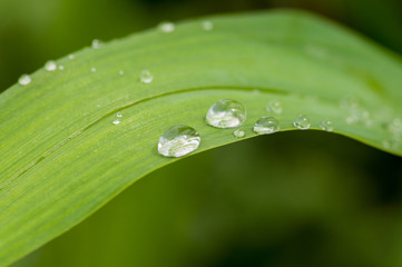 Wassertropen auf grünem Blatt