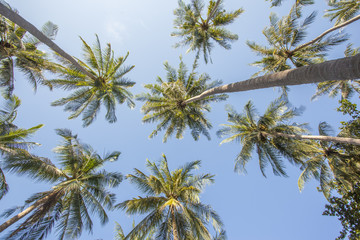 Obraz na płótnie Canvas Palm tree over blue sky