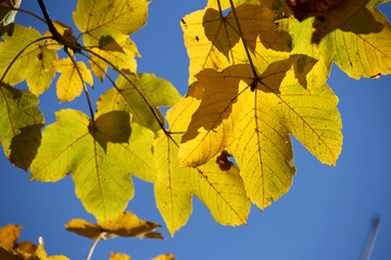 Leuchtende Ahornblätter vor strahlend blauem Himmel