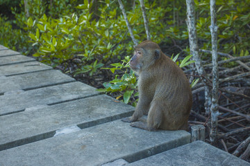 Brown monkey sitting on the bridge slat