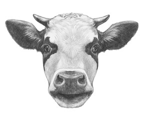 Portrait of Cow. Hand drawn illustration.