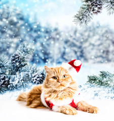 santa cat