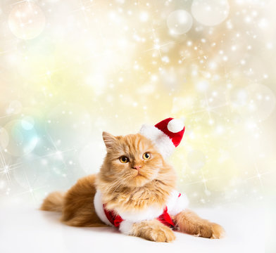 Santa cat golden stars