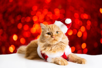 santa cat Flyer 