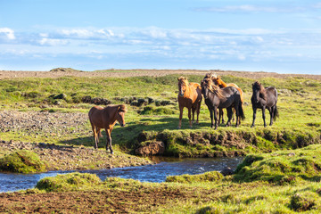 Horses in a green field of grass at Iceland Rural landscape