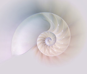 Nautilus shell cut - obrazy, fototapety, plakaty