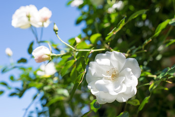 White Roses Blooming Wedding Flower