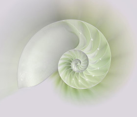 Obraz premium Nautilus shell cut