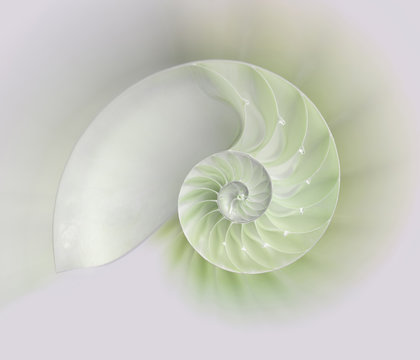 Nautilus shell cut