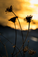 Backlit silhouette of a dandelion at sunset