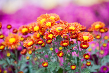 Chrysanthemum Flower in Garden
