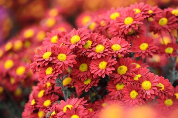 Obraz premium Chrysanthemum Flower in Garden 
