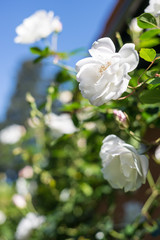 White Roses Blooming Wedding Flower