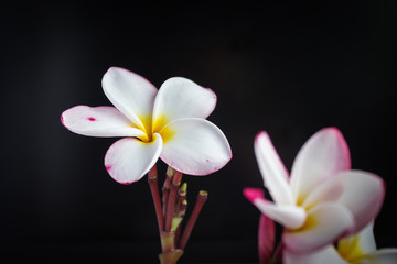 Romantic sweet flower frangipani (plumeria) on black background