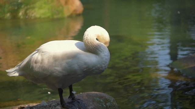 White swan - Белый лебедь