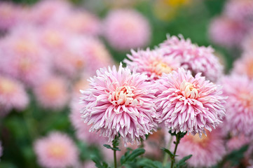 Obraz premium Chrysanthemum Flower in Garden 