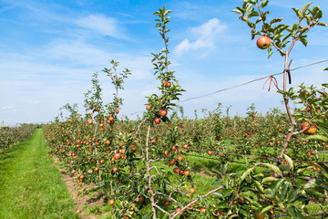 apple trees loaded with apples in an orchard in summer