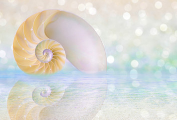 Nautilus shell cut