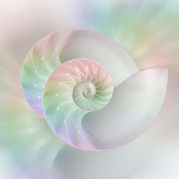 Nautilus shell cut