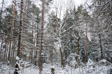 Fototapeta premium Winter