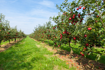 Fototapeta na wymiar apple trees loaded with apples in an orchard in summer
