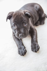 Obraz premium Black staffordshire bull terrier puppy